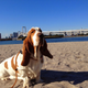 Illustration for article titled All 2013 Lazy HAL The Basset Hound Charmed Me To Death